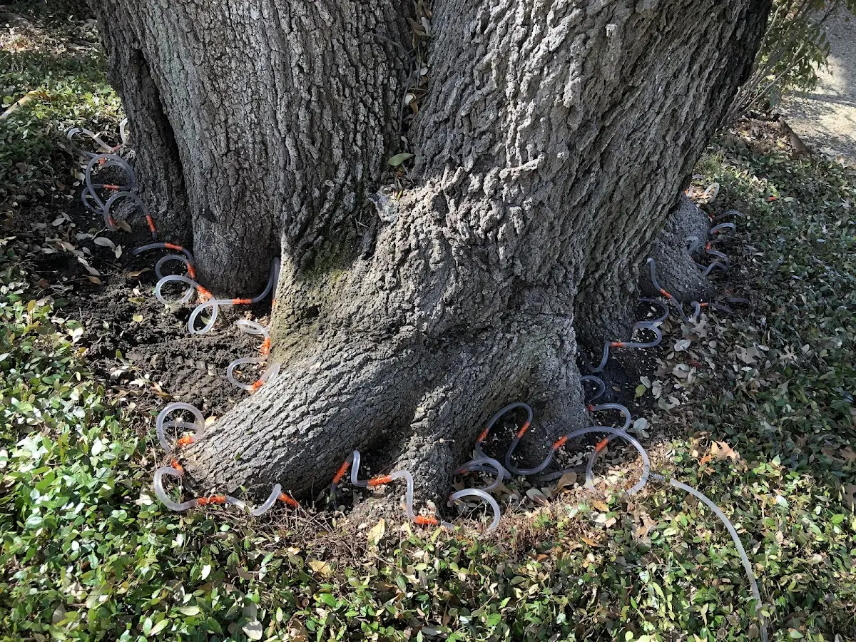 Detailed Tree Cabling and Bracing job site in Norfolk